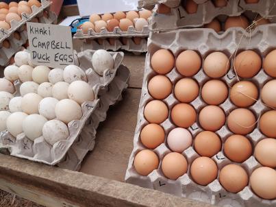 Eggs at Harkerville Market