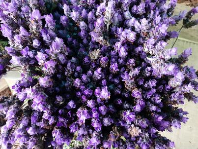 Flowers at Harkerville Market