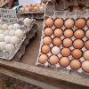 Free range eggs - 071 771 5348